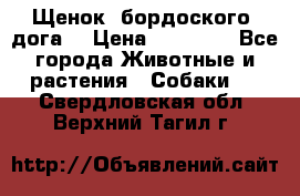 Щенок  бордоского  дога. › Цена ­ 60 000 - Все города Животные и растения » Собаки   . Свердловская обл.,Верхний Тагил г.